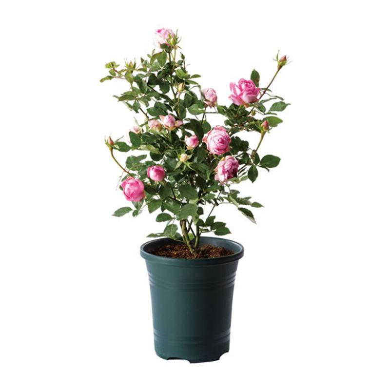 40個 ローズガーデンポット 24型 オーカーベージュ ポット 鉢 薔薇用