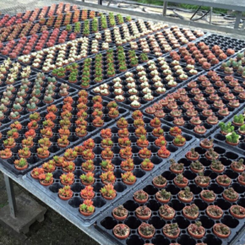 4000個 一寸鉢 茶 ポット 鉢 コンパクト おしゃれ 多肉植物 日本ポリ鉢販売 タS 個人宅配送不可 代引不可の画像