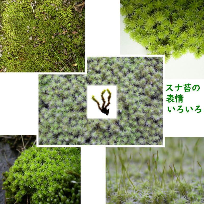 国産 砂苔 300×600mm 星屑のような葉 庭園材 苔盆景 屋上緑化 アクア