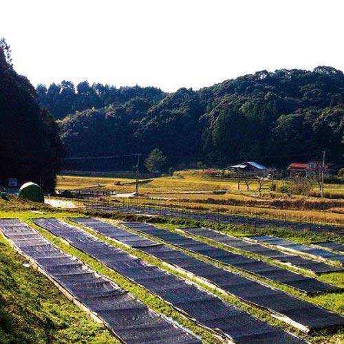 国産 砂苔 300×600mm 星屑のような葉 庭園材 苔盆景 屋上緑化 アクアテラリウム 直立３cm 天然 日照に強い 積雪に強い 苔 スナゴケ 日建 代引不可｜plusysbtob｜07