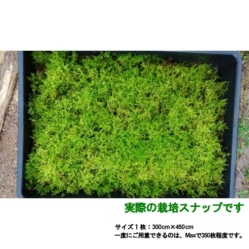 最大92 オフ 国産 這苔 300 450mm ビロードのような葉 苔玉 装飾資材 庭園材 アクアテラリウム ２ ５cm 天然 日照に強い 苔 ハイゴケ 日建 代引不可 Trademarketingforce Com Br