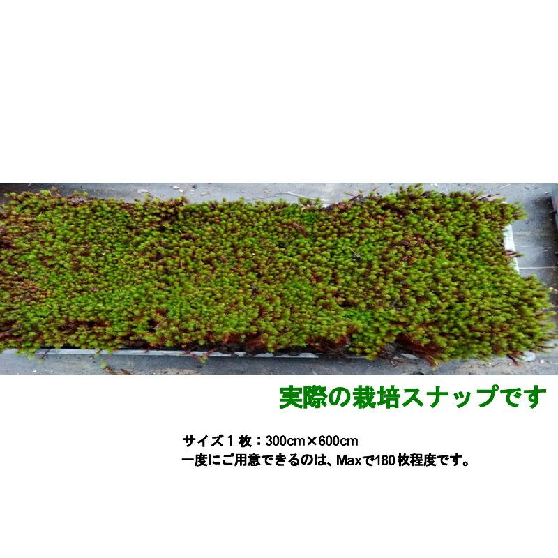 国産 杉苔 300×600mm 庭園材 苔盆栽 盆景 アクアテラリウム 装飾資材 5