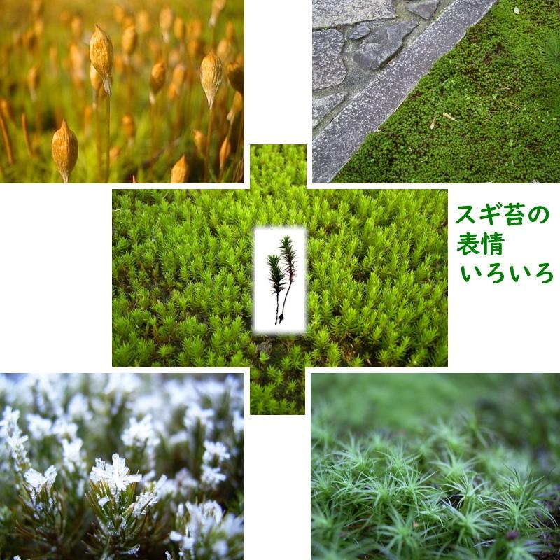 国産 杉苔 300 600mm 庭園材 苔盆栽 盆景 アクアテラリウム 装飾資材 湿気 スギゴケ 日陰 天然 ５ ２０cm 苔 日建 お得セット 代引不可
