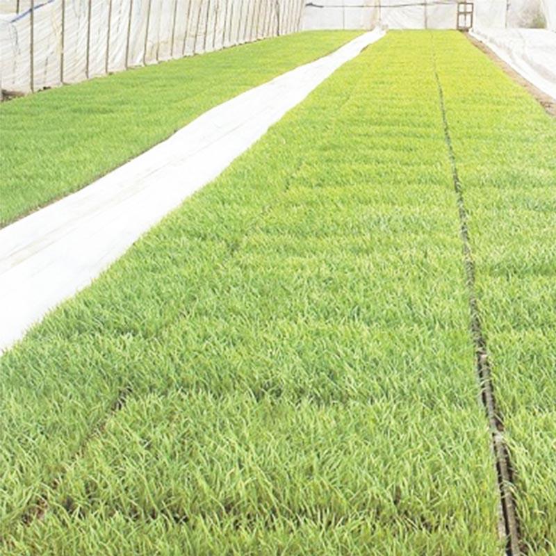 5本 ユニチカ ラブシート #2307WD 白 厚さ0.13mm×幅300cm×長さ50m