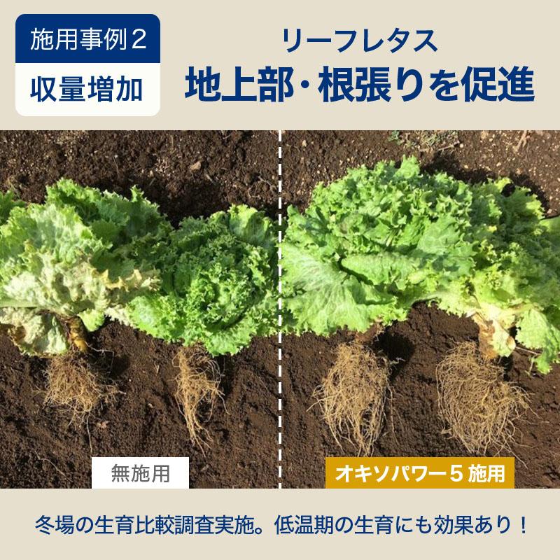 オキソパワー5 酸素供給剤 10kg 国産 発根促進 根張り 肥料 吸収率 向上 効き目 長持ち 酸素供給 梅雨 台風 豪雨 対策 タキイ種苗 個人宅配送不可 代引不可 |  | 07
