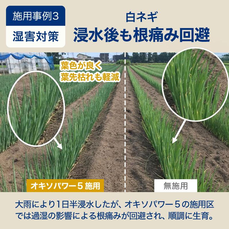 オキソパワー5 酸素供給剤 10kg 国産 発根促進 根張り 肥料 吸収率 向上 効き目 長持ち 酸素供給 梅雨 台風 豪雨 対策 タキイ種苗 個人宅配送不可 代引不可 |  | 08