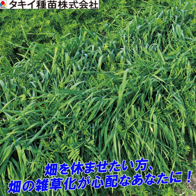 種 1kg まめむぎマルチ らい麦 ベッチ混合 春蒔き主体 タキイ種苗 緑肥 雑草抑制 ゲリラ豪雨 砂塵対策 土壌改良 米s 送料無料 代引不可 930 プラスワイズ業務店 通販 Yahoo ショッピング