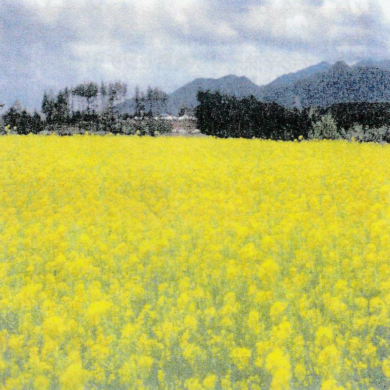 種 1kg×5袋 緑肥用からしなシロカラシ 黄花のちから 緑肥作物 その他 酪農 畜産 緑肥 牧草 タキイ種苗 米S 代引不可 (登録品種名:黄花のちから)_1