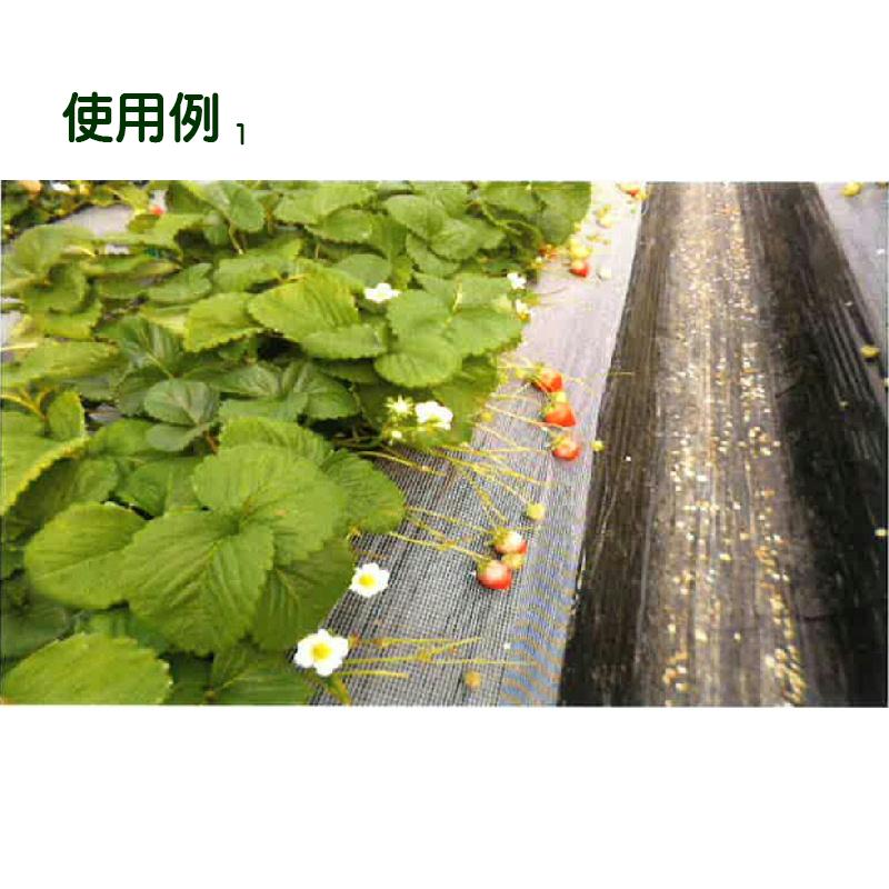 4本 いちご玉受けネット N400 25cm×100m 高設栽培 葉よけ 茎折れ 4本 いちご玉受けネット N400 25cm×100m 高設栽培 葉よけ 茎折れ