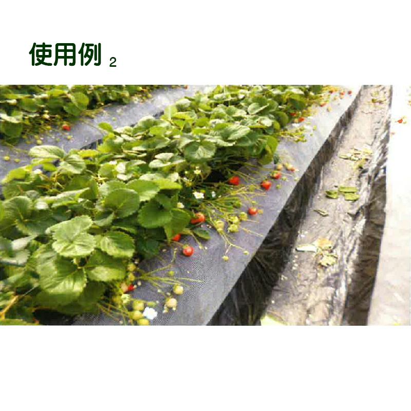 4本 いちご玉受けネット N400 25cm×100m 高設栽培 葉よけ 茎折れ解消