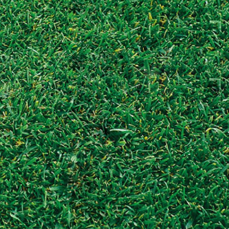 芝 草 種 アベンジャー2 トールフェスク類 種 1kg 多年草 種のみの販売 侵食防止 緑化 法面 種子 紅大 共b 代引不可 個人宅配送不可 プラスワイズ建築 通販 Yahoo ショッピング