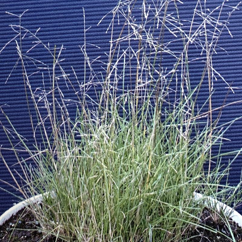 芝 草 種 アルカリグラス コロニアルベントグラス類 1kg 種のみの販売 