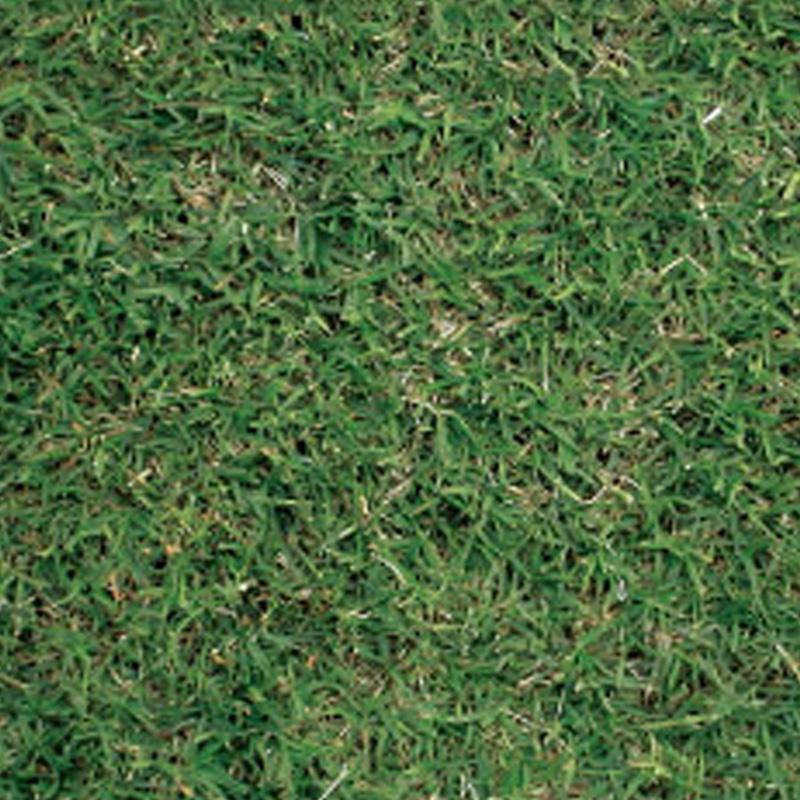 逸品 芝 草 種 トランスコンチネンタル イエロージャケット バミューダグラス類 1kg 種のみの販売 侵食防止 緑化 法面 種子 紅大 共b 代引不可 個人宅配送不可