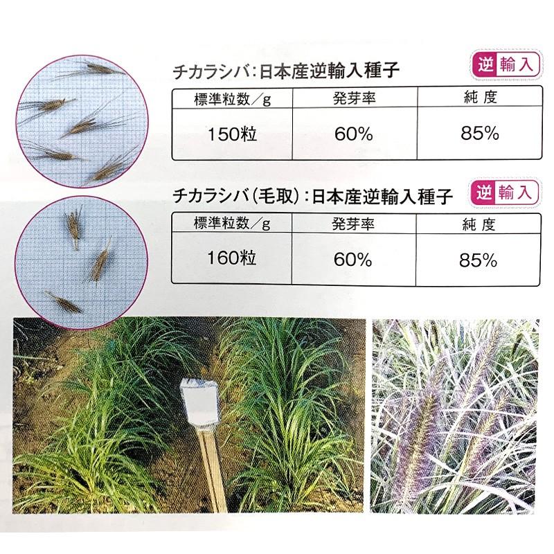 緑化用 草本 チカラシバ 日本産逆輸入種子 種 1kg 種のみの販売 侵食防止 緑化 法面 種子 紅大 共b 代引不可 個人宅配送不可 プラスワイズ建築 通販 Yahoo ショッピング