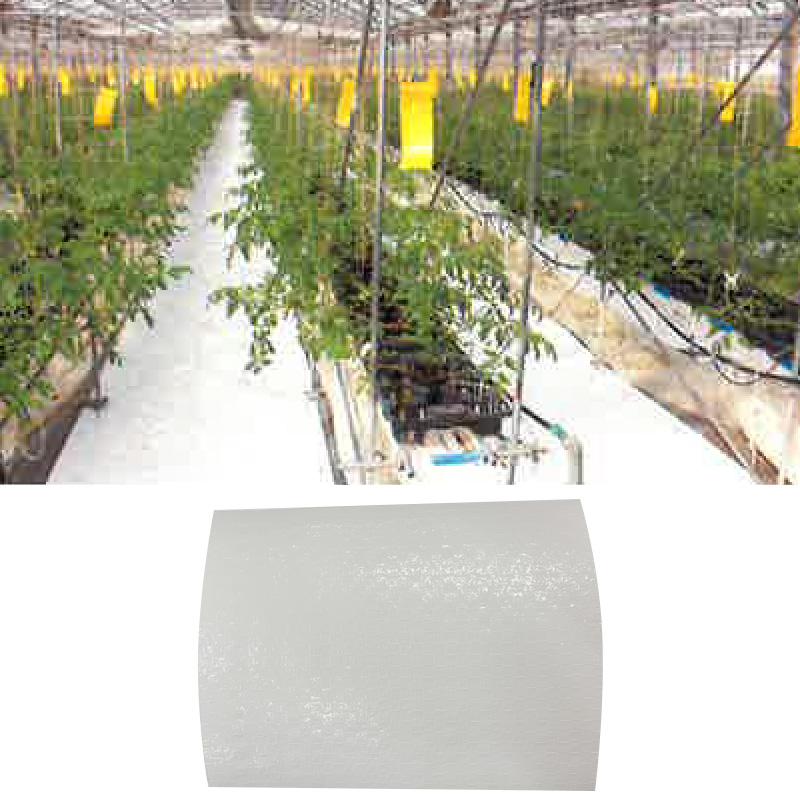 格安販売の 白色反射 マルチシート ハイブリットアップシート 2本入 有孔 2x50m 汚れにくい 光合成促進 果実色付 害虫防除 谷口産業 共b 代引不可 個人宅配送不可 Soundviewmedical Com