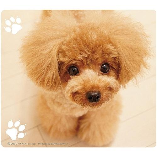 在庫目安 お取り寄せ サンワサプライ Mpd 215b 動物マウスパッド ティーカッププードル Plus Yu 通販 Paypayモール