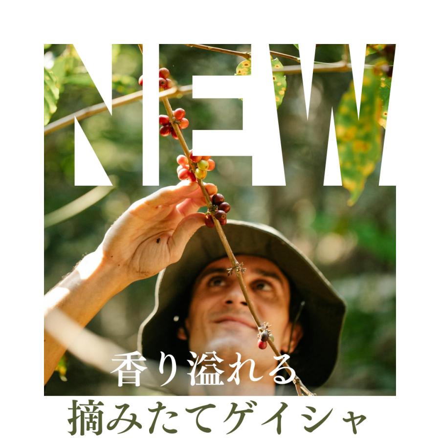新摘みゲイシャ コーヒー生豆 エチオピア 1kg 焙煎 珈琲 : 東京