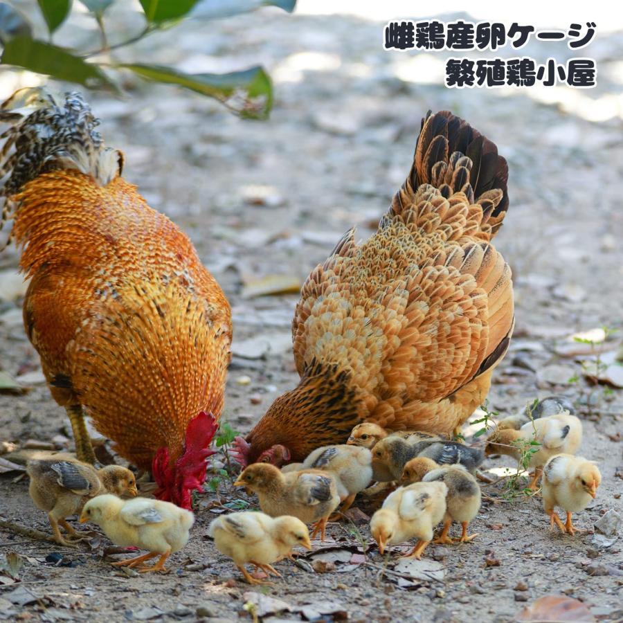 ステンレス鋼 鶏用ケージ 産卵鶏 鶏小屋 強くて頑丈の鶏飼育ケージ(ロックキャスター付) 卵皿付き、フードボウル、ウォーターボウル 幅75cm 高さ65cm孵化 屋外 ステンレス鋼 鶏用ケージ 産卵鶏 鶏小屋 強くて頑丈の鶏飼育ケージ ロックキャスター付 卵皿付き フードボウル ウォーターボウル 幅75cm 高さ65cm孵化 屋外