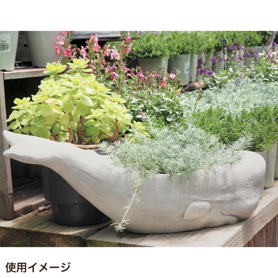 植木鉢 かわいい くじら型 鯨 穴あき マッコウクジラポット 植木鉢 かわいい くじら型 鯨 穴あき マッコウクジラポット