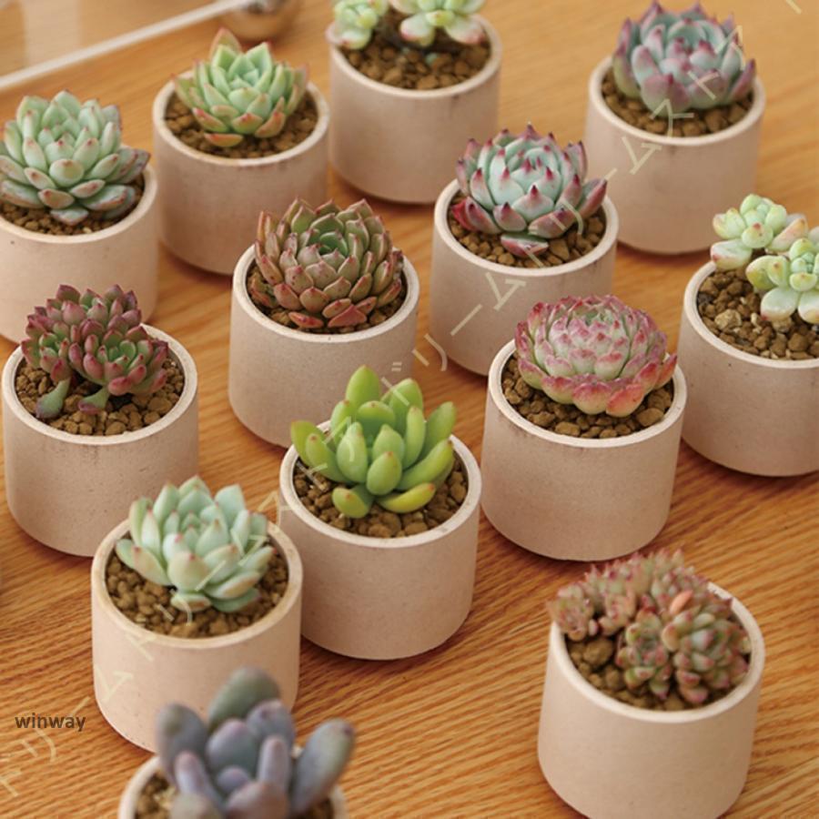 植木鉢 18個入り 多肉植物ポット プランター 陶器鉢 盆栽 親指植木鉢