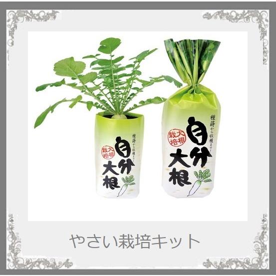 日本製野菜栽培キット 自分大根 秋冬野菜大根 秋まき 9 １１月 春まき 3 ６月 観察しながらおいしく食べよう お届け方法ヤマト宅配便６０サイズ Masuk 30 Pochi Pochi 通販 Yahoo ショッピング