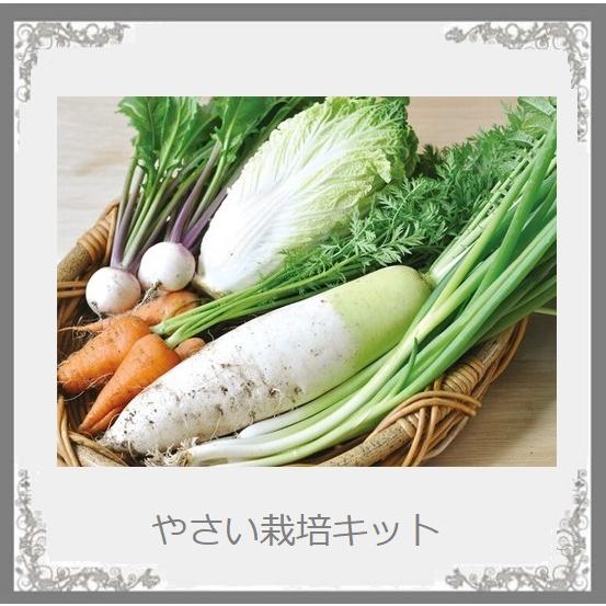 良好品 日本製野菜栽培キット 自分大根 秋冬野菜大根 秋まき 9 １１月 春まき 3 ６月 観察しながらおいしく食べよう お届け方法ヤマト宅配便６０サイズ Wantannas Go Id