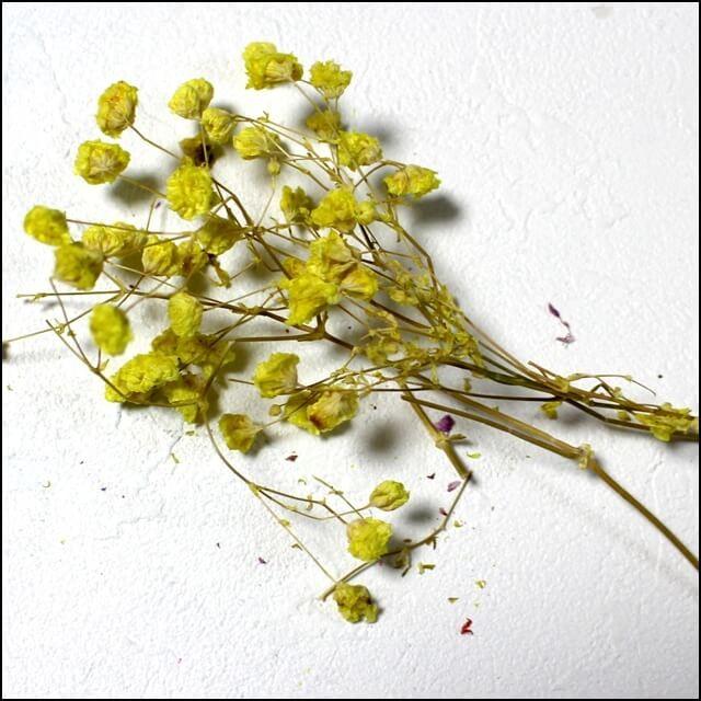 ドライフラワー 10色 かすみ草 レジン ハーバリウム 花束 レジン素材 素材 レジン混入素材 宇宙 手作り ハンドメイド ぽちの家 通販 Yahoo ショッピング