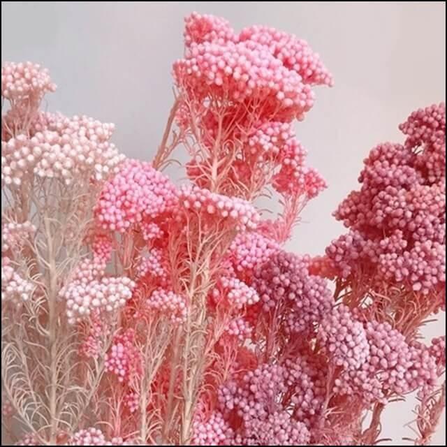 プリザーブドフラワー ライスフラワー パステルカラー 16色 ドライフラワー テラリウム レジン ハーバリウム レジン素材 レジン混入素材 ぽちの家 通販 Yahoo ショッピング