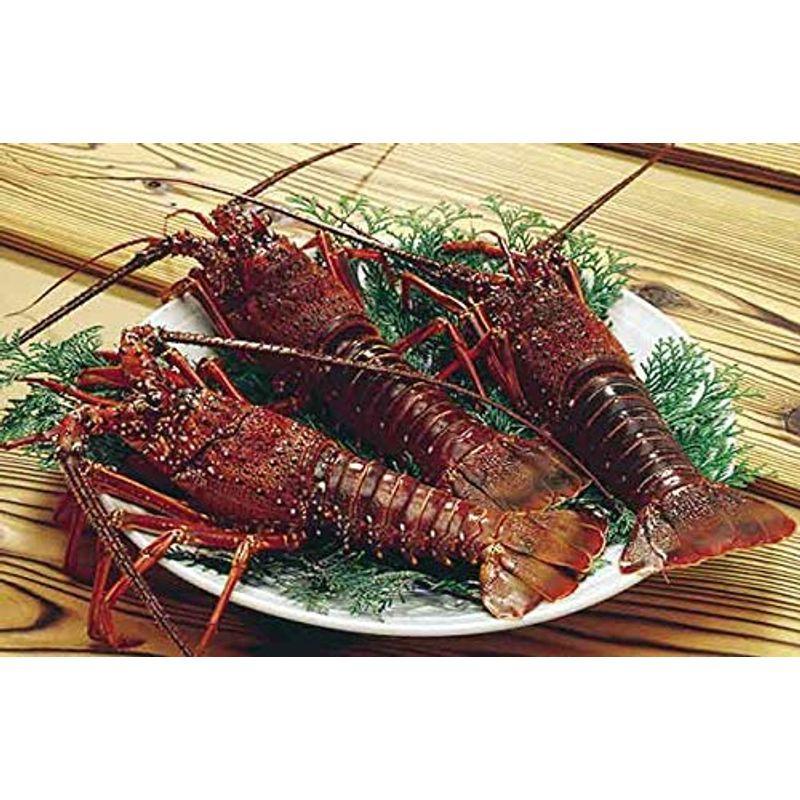 割引セール 刺身用冷凍伊勢海老 普通サイズ 500ｇ 2尾入 伊勢海老 セール 東京 Www Artrwanda Rw