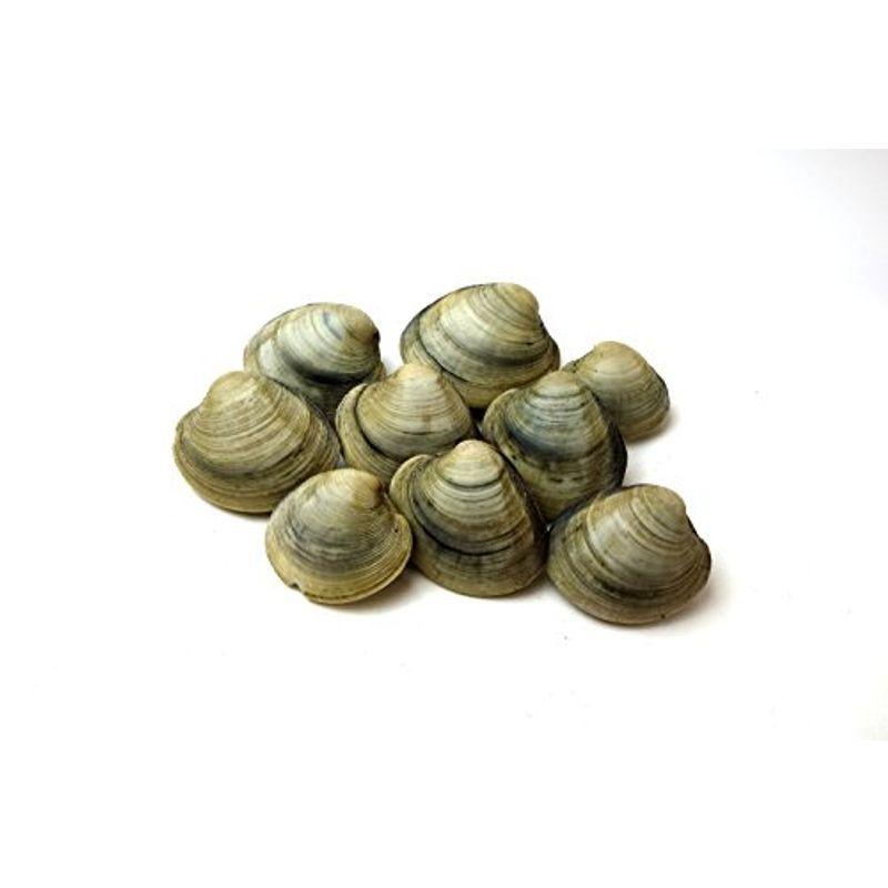 千葉県産ホンビノス貝 本美之州貝 ミニサイズ5kg 1玉70g以下 東京湾ヴィーナス貝 バーベキュー アヒージョ 超人気 白はまぐり