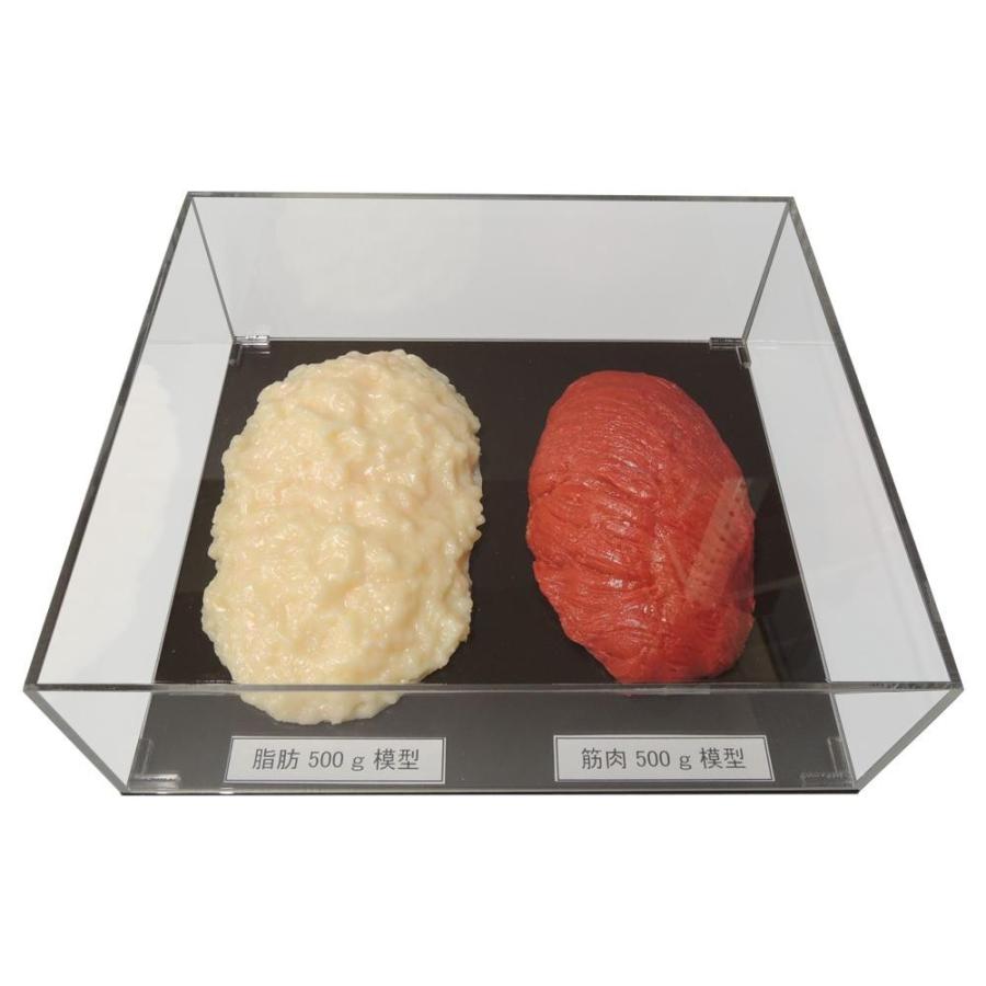 脂肪/筋肉対比模型 アクリルケース入り 500g 知育 教育 食育 ダイエット指導_1