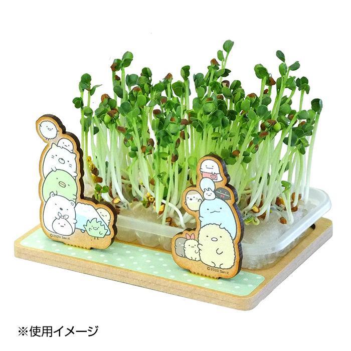 栽培キット 室内 スプラウト栽培 栽培セット スプラウト 種 かいわれ大根 種 Pocket Company 通販 Yahoo ショッピング