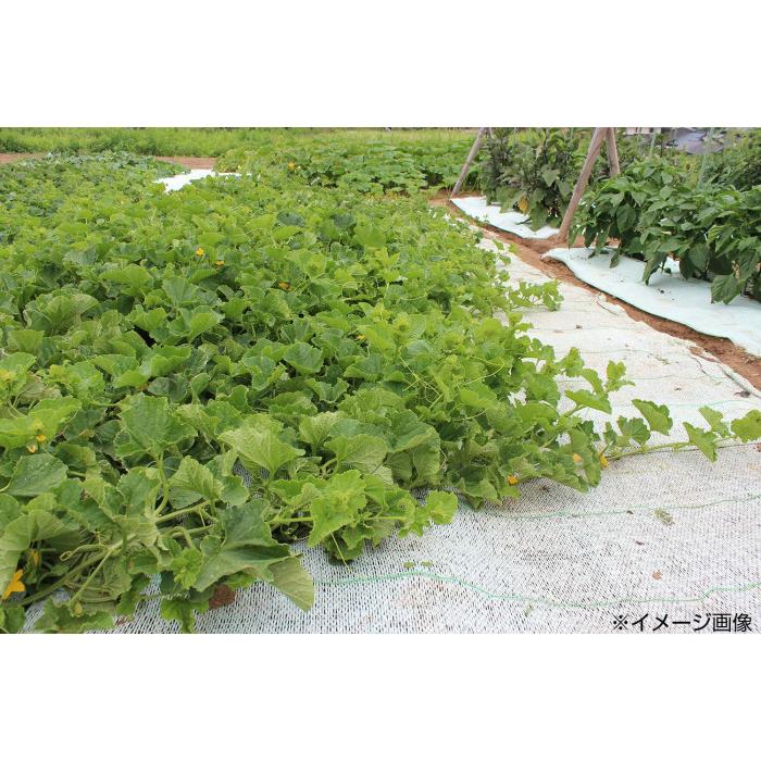 スイカ栽培 敷き藁シート 敷き藁 代用 敷きわらの代わり 1 5m 2m Pocket Company 通販 Yahoo ショッピング