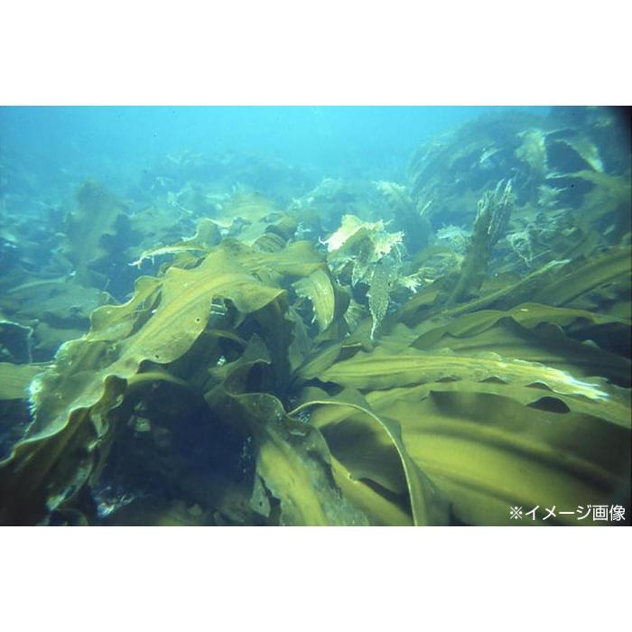 ヤマトタカハシ 北海道 真昆布 80g×40袋 