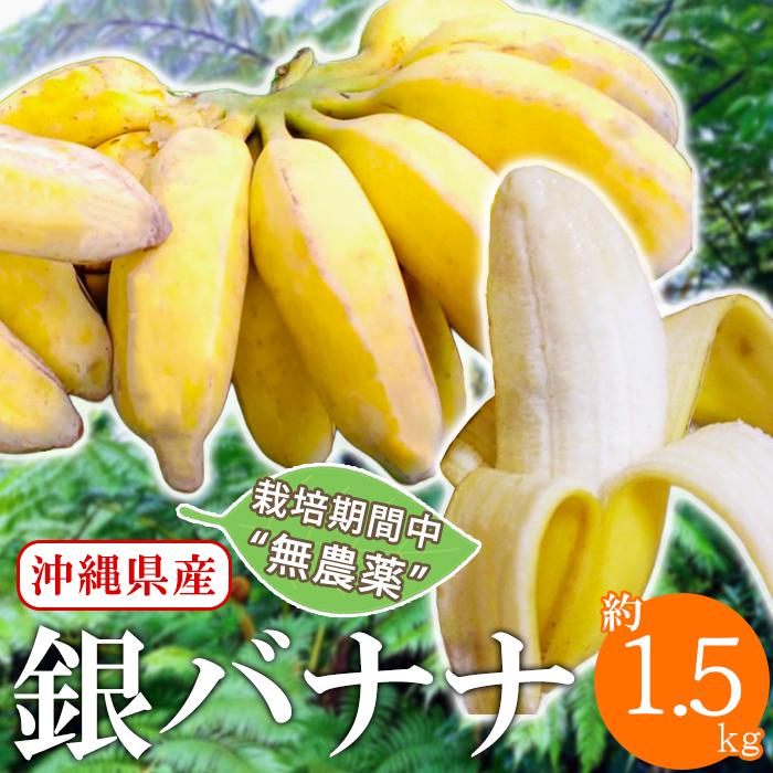銀バナナ 沖縄産 Yahoo店限定10%OFF】 沖縄県産 銀バナナ 1.5kg 無農薬 フルーツ バナナ