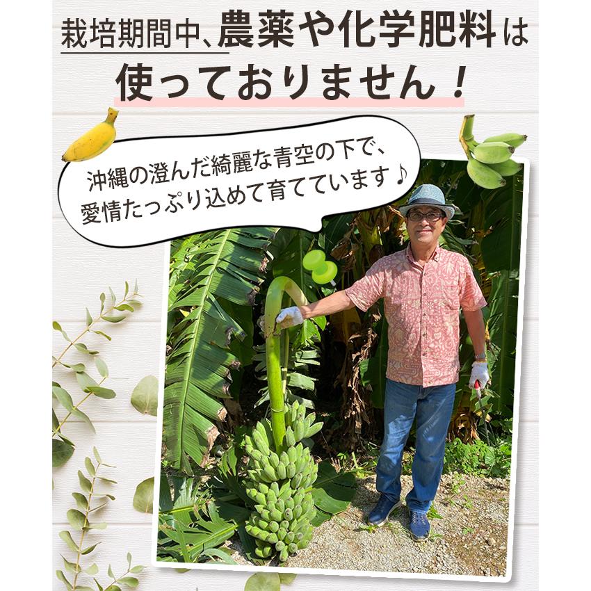 Yahoo店限定10%OFF】 沖縄県産 銀バナナ 1.5kg 無農薬 フルーツ バナナ