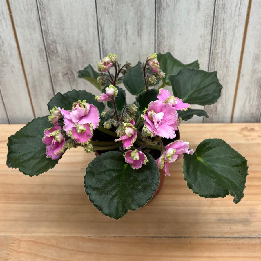 セントポーリア 「ビショップ」 3.5号　【開花株】・グリーン フリル エッジ・セミダブル・普通種 |  | 01