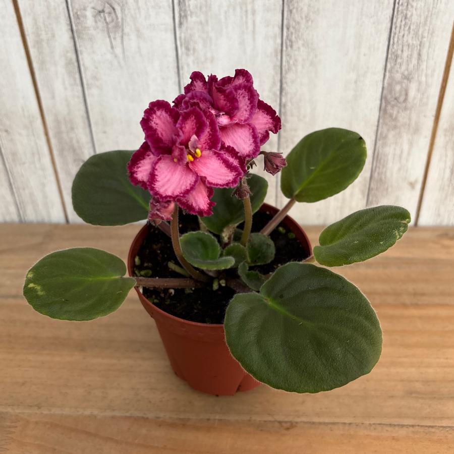 セントポーリア 開花株 セントポーリア 「セレン」 開花株 3.5号 : フラワーショップ