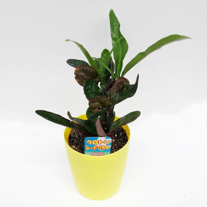 ミニ観葉 クロトン レッドバナナ 10 5cm カラーポット Croton Redban フラワーショップ Pocoloco 通販 Yahoo ショッピング