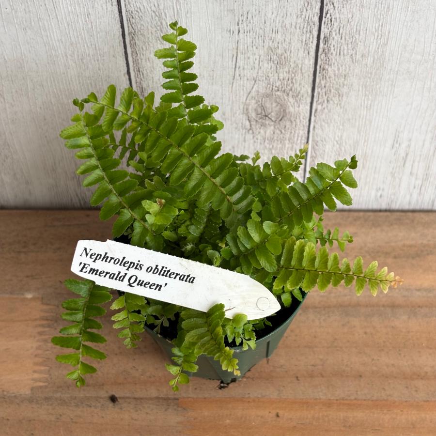 観葉植物 シダ Vitro Plus 【EMERALD QUEEN エメラルド クイーン】 2.5