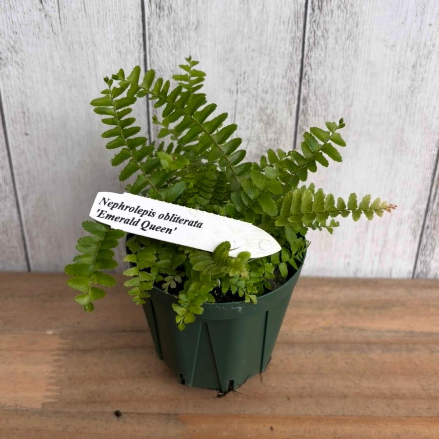 観葉植物 シダ Vitro Plus 【EMERALD QUEEN エメラルド クイーン】 2.5