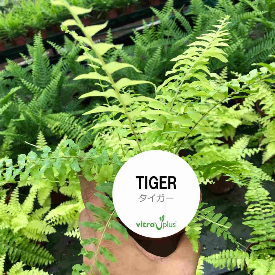 観葉植物 シダ Vitro Plus Tiger タイガー 3 5号ポット Fern Tiger フラワーショップ Pocoloco 通販 Yahoo ショッピング