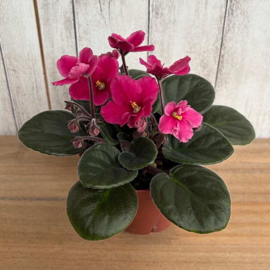 セントポーリア 「ジェシカ」 開花株 3.5号 : フラワーショップ