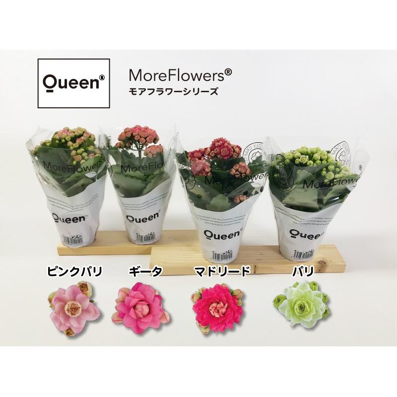 カランコエ クイーン モアフラワー ９cmポット K More01 フラワーショップ Pocoloco 通販 Yahoo ショッピング