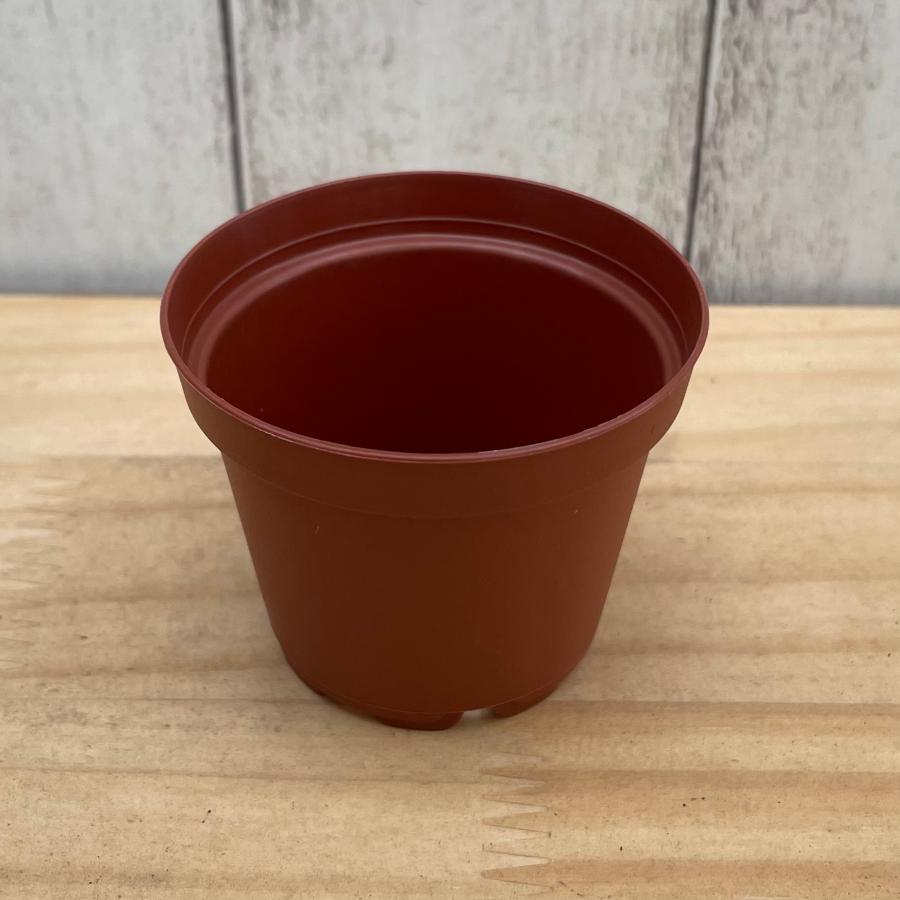 落葉樹 約1メートル 茶色の鉢 プラ鉢 6cm (12鉢セット) : フラワーショップ POCOLOCO - 通販