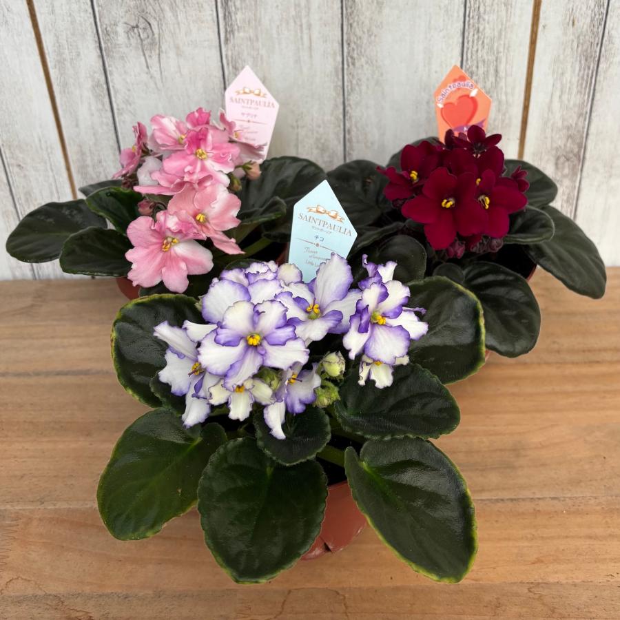 おすすめ！セントポーリア3鉢セット 普通種 開花株 3.5号 : POCOLOCO