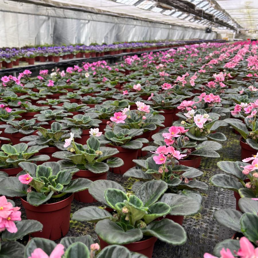 おすすめ！セントポーリア3鉢セット 普通種 開花株 3.5号 : POCOLOCO