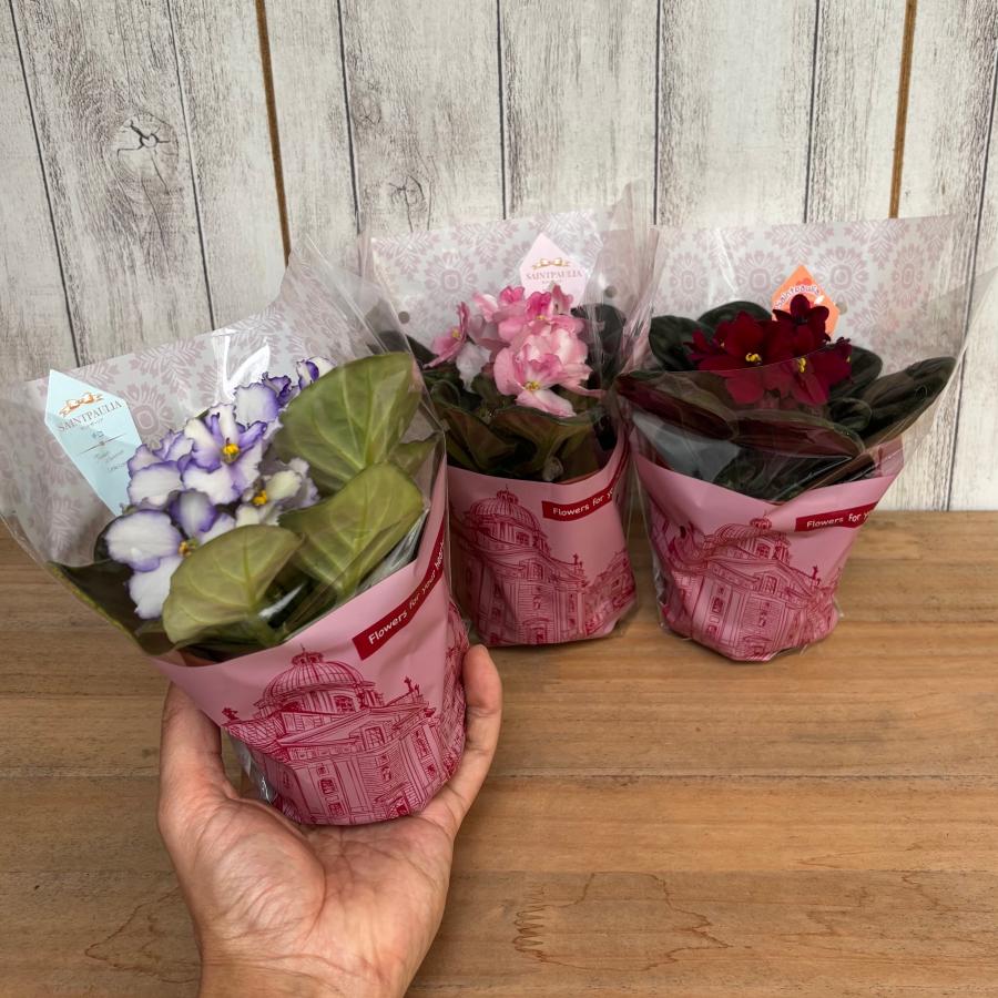おすすめ！セントポーリア3鉢セット 普通種 開花株 3.5号 : POCOLOCO