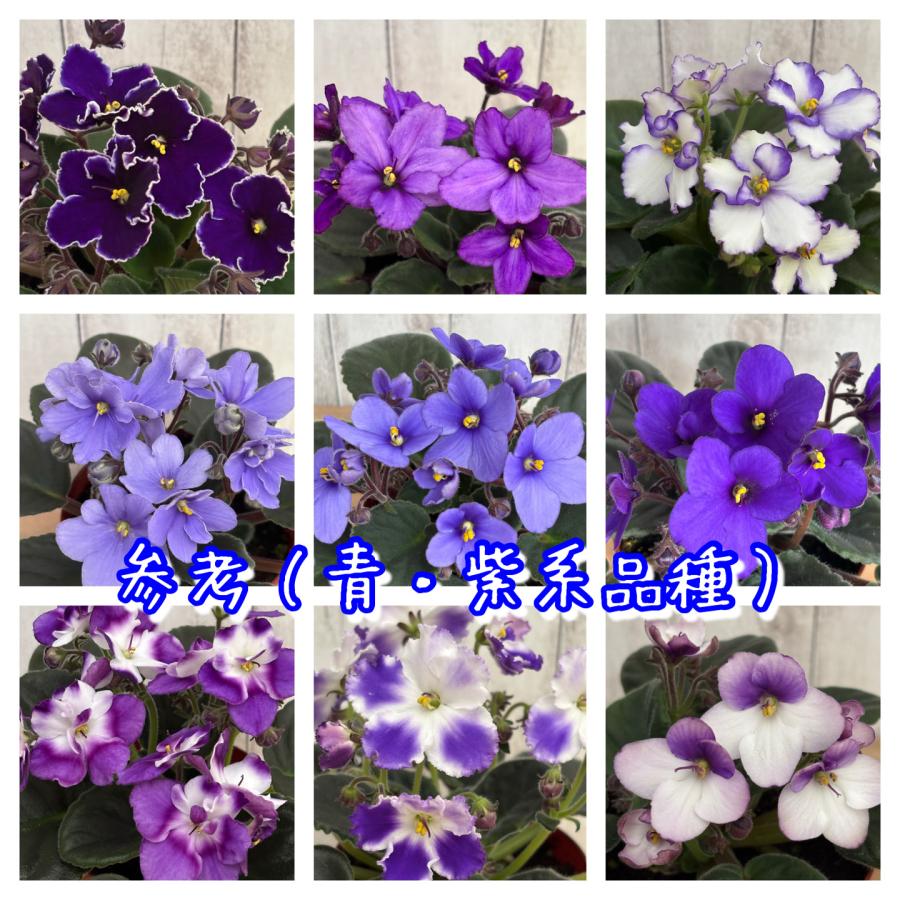 おすすめ！セントポーリア5鉢セット 普通種 開花株 3.5号