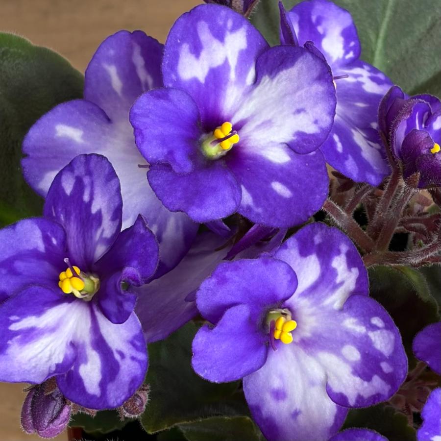 New 2025】 セントポーリア 「スパークリング オーシャン」開花株 3.5